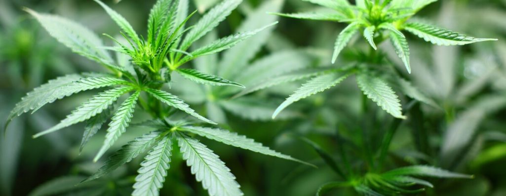 "Harnessing Data Analytics to Elevate Your Cannabis Marketing Strategy"
