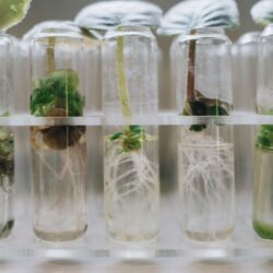 RPG Life Sciences growth strategy