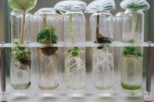 RPG Life Sciences Growth Strategy: Proven Path to Success