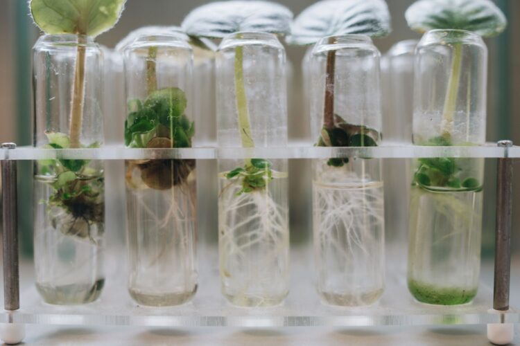 RPG Life Sciences growth strategy