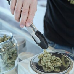 concentrated cannabis products
